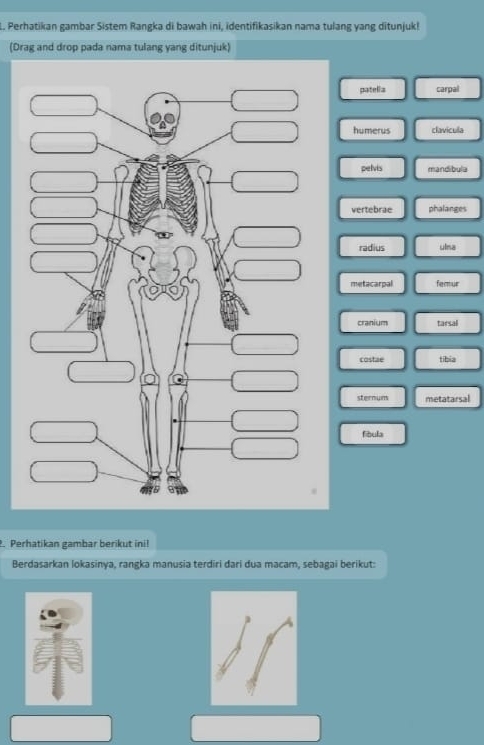 Perhatikan gambar Sistem Rangka di bawah ini, identifikasikan nama tulang yang ditunjuk!
(Drag and drop pada nama tulang yang ditunjuk)
patelia carpal
humerus clavicula
pelvis mandibula
vertebrae phalanges
radius ulma
metacarpal fermur
cranium tarsal
costae tibia
sternum metatarsal
fíbula
. Perhatikan gambar berikut ini!
Berdasarkan lokasinya, rangka manusia terdiri dari dua macam, sebagai berikut: