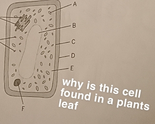 A 
is this cell 
in a plants