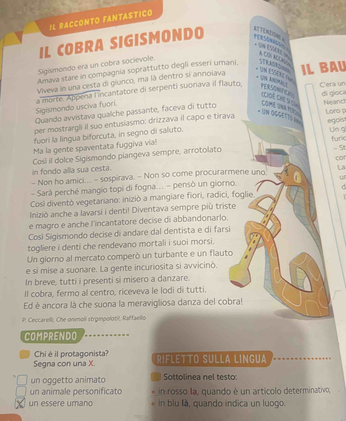 IL RACCONTO FANTASTICO
IL COBRA SIGISMONDO
ATTENZIONE A
PeR S o nAG i  
un eßère A CUI ACCAsS
Sigismondo era un cobra socievole.
Amava stare in compagnia soprattutto degli esseri umani, STRAORDINAA un eßère fü
Viveva in una cesta di giunco, ma là dentro si annoiava IL BAU
* un Ánimale C'era un
di gioca
a morte. Appena l'incantatore di serpenti suonava il flauto, PERSONIFICATO (CIOè CHe sSĩ Com
Sigismondo usciva fuori. COME UNA PERS Loro p
Quando avvistava qualche passante, faceva di tutto Neanch
per mostrargli il suo entusiasmo: drizzava il capo e tirava
UN OGGETTO A egoist
fuori la lingua biforcuta, in segno di saluto.
Un gi
furio
Ma la gente spaventata fuggiva via!
Così il dolce Sigismondo piangeva sempre, arrotolato - St
con
in fondo alla sua cesta.
- Non ho amici... - sospirava. ~ Non so come procurarmene uno. La
- Sarà perché mangio topi di fogna... - pensò un giorno. ur
d
Così diventò vegetariano: iniziò a mangiare fiori, radici, foglie.
 
Iniziò anche a lavarsi i denti! Diventava sempre più triste
e magro e anche l’incantatore decise di abbandonarlo.
Così Sigismondo decise di andare dal dentista e di farsi
togliere i denti che rendevano mortali i suoi morsi.
Un giorno al mercato comperò un turbante e un flauto
e si mise a suonare. La gente incuriosita si avvicinò.
In breve, tutti i presenti si misero a danzare.
Il cobra, fermo al centro, riceveva le lodi di tutti.
Ed è ancora là che suona la meravigliosa danza del cobra!
P. Ceccarelli, Che animali strgmpalati!, Raffaello
COMPRENDO
Chi è il protagonista?
Segna con una X.
RIFLETTO SULLA LINGUA
un oggetto animato
Sottolinea nel testo:
un animale personificato in rosso la, quando è un articolo determinativo;
un essere umano in blu là, quando indica un luogo.