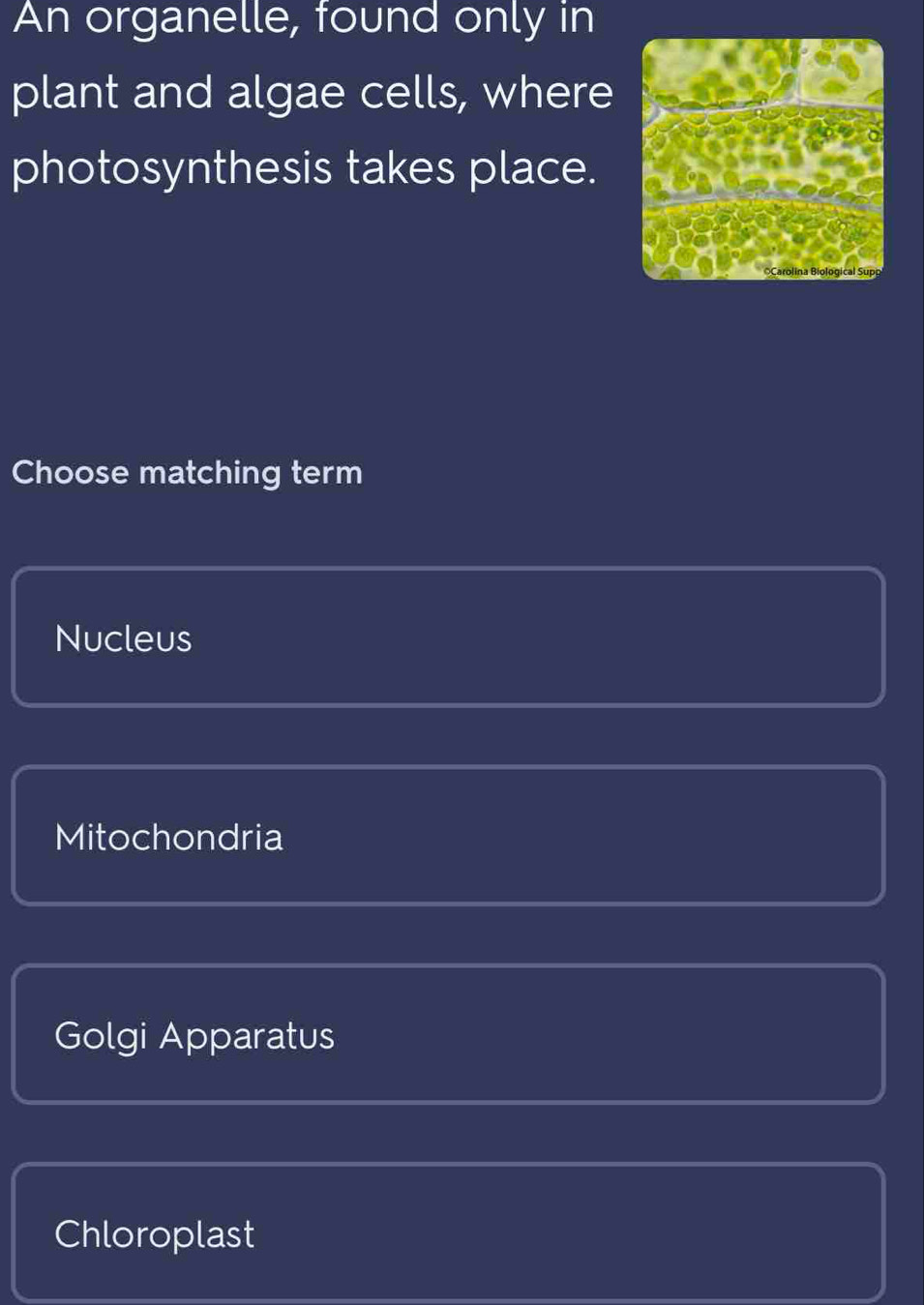 An organelle, found only in
plant and algae cells, where
photosynthesis takes place.
Choose matching term
Nucleus
Mitochondria
Golgi Apparatus
Chloroplast