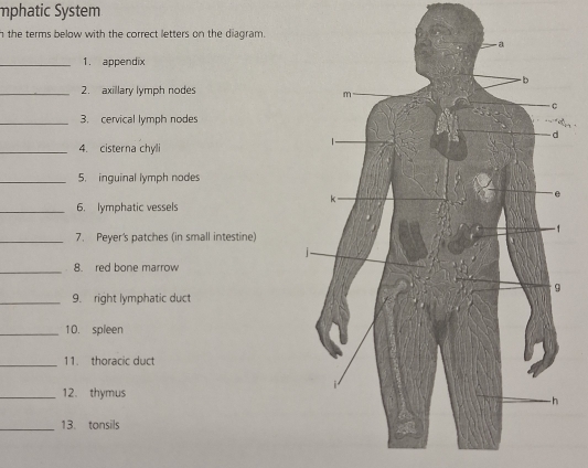 mphatic System 
n the terms below with the correct letters on the diagram. 
_1. appendix 
_2. axillary lymph nodes 
_3. cervical lymph nodes 
_4. cisterna chyli 
_5. inguinal lymph nodes 
_6. lymphatic vessels 
_7. Peyer's patches (in small intestine) 
_8. red bone marrow 
_9. right lymphatic duct 
_10. spleen 
_11. thoracic duct 
_12. thymus 
_13. tonsils