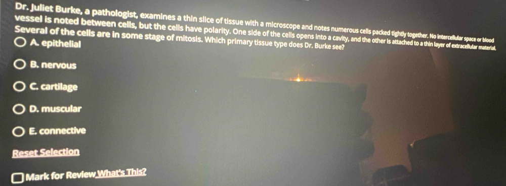 Dr. Juliet Burke, a pathologist, examines a thin slice of tissue with a microscope and notes numerous cells packed tightly together. No intercellular space or blood
vessel is noted between cells, but the cells have polarity. One side of the cells opens into a cavity, and the attached to a thin layer of extracellular material.
Several of the cells are in some stage of mitosis. Which primary tissue type does Dr. Burke see?
A. epithelial
B. nervous
C. cartilage
D. muscular
E. connective
Reset Selection
Mark for Review What's This?