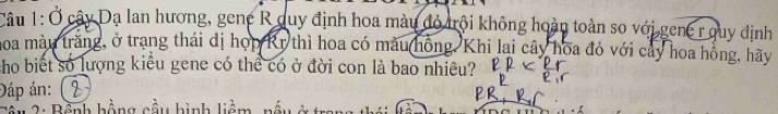 Ở cây Dạ lan hương, gene R duy định hoa màu đỏ trội không hoàn toàn so với gene r quy định 
hoa màu trăng, ở trang thái dị họp Kr thì hoa có mẫu hồng, Khi lai cây hoa đỏ với cây hoa hồng, hãy 
cho biết số lượng kiêu gene có thể có ở đời con là bao nhiêu? 
Đáp án: 2 
2 : Bệnh hồng cầu hình li