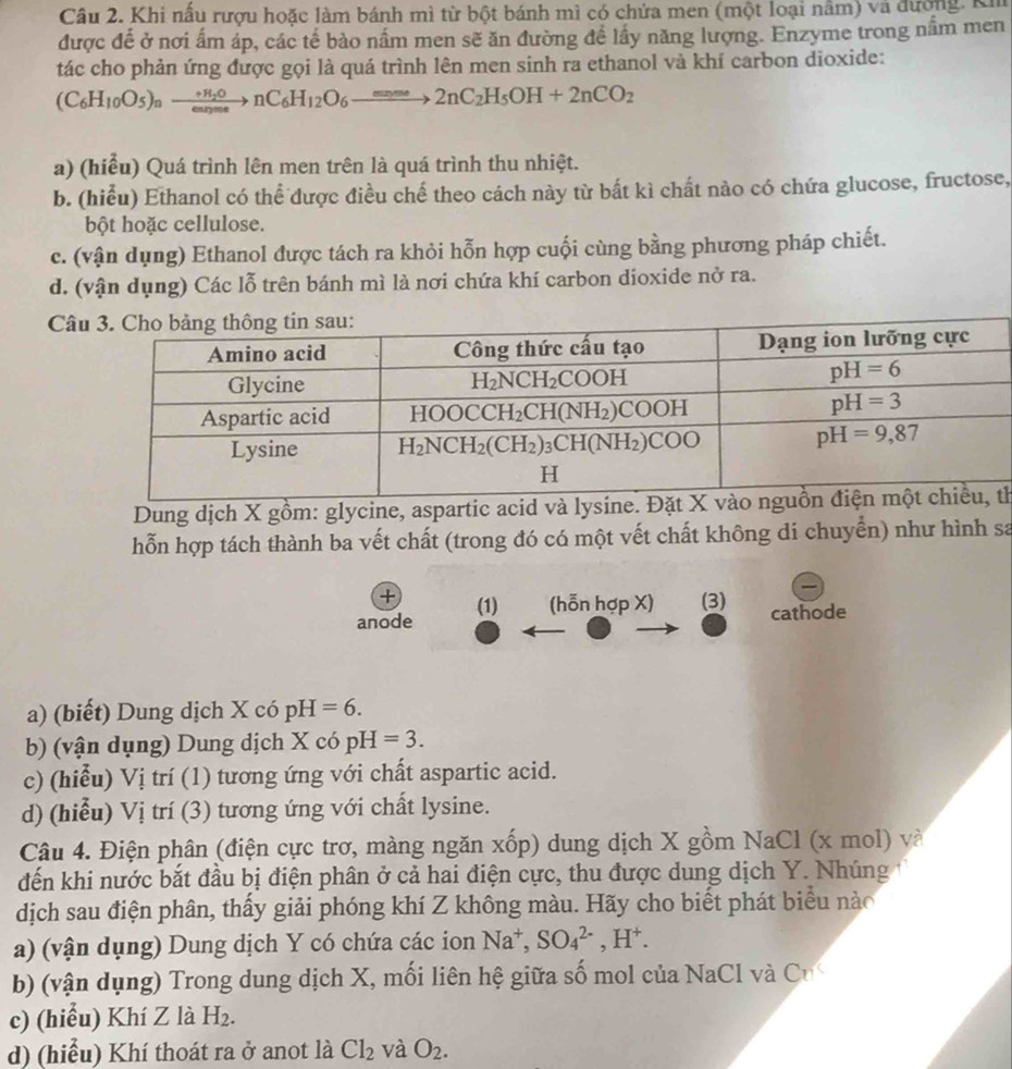 Khi nâu rượu hoặc làm bánh mì từ bột bánh mì có chứa men (một loại nâm) và đượng, Ki
được để ở nơi ấm áp, các tế bào nấm men sẽ ăn đường để lấy năng lượng. Enzyme trong nầm men
tác cho phản ứng được gọi là quá trình lên men sinh ra ethanol và khí carbon dioxide:
(C_6H_10O_5)_nto nC_6H_12O_6to 2nC_2H_5OH+2nCO_2
a) (hiểu) Quá trình lên men trên là quá trình thu nhiệt.
b. (hiểu) Ethanol có thể được điều chế theo cách này từ bất kì chất nào có chứa glucose, fructose,
bột hoặc cellulose.
c. (vận dụng) Ethanol được tách ra khỏi hỗn hợp cuối cùng bằng phương pháp chiết.
d. (vận dụng) Các lỗ trên bánh mì là nơi chứa khí carbon dioxide nở ra.
Câ
Dung dịch X gồm: glycine, aspartic acid và lysine. th
hỗn hợp tách thành ba vết chất (trong đó có một vết chất không di chuyển) như hình sa
+
anode (1) (hỗn hợp X) (3) cathode
a) (biết) Dung dịch X có pH=6.
b) (vận dụng) Dung dịch X có pH=3.
c) (hiễu) Vị trí (1) tương ứng với chất aspartic acid.
d) (hiểu) Vị trí (3) tương ứng với chất lysine.
Câu 4. Điện phân (điện cực trơ, màng ngăn xốp) dung dịch X gồm NaCl (x mol) và
đến khi nước bắt đầu bị điện phân ở cả hai điện cực, thu được dung dịch Y. Nhúng
dịch sau điện phân, thấy giải phóng khí Z không màu. Hãy cho biết phát biểu nào
a) (vận dụng) Dung dịch Y có chứa các ion Na^+,SO_4^((2-),H^+).
b) (vận dụng) Trong dung dịch X, mối liên hệ giữa số mol của NaCl và Cu
c) (hiểu) Khí Z là H_2.
d) (hiểu) Khí thoát ra ở anot là Cl_2 và O_2.