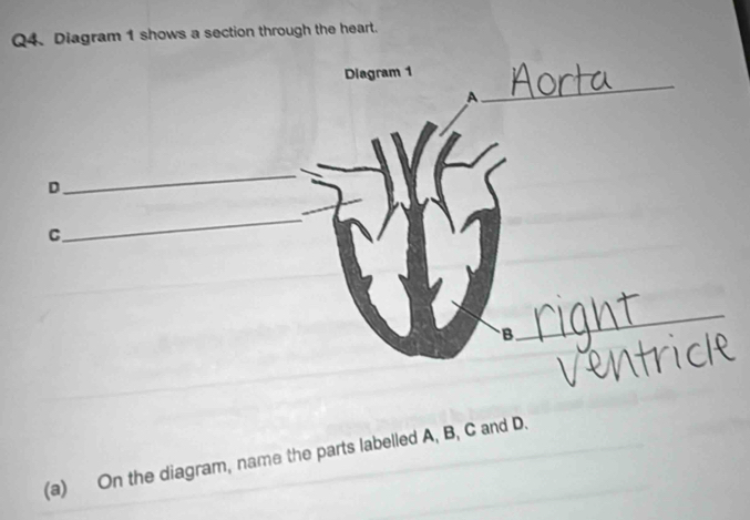 Diagram 1 shows a section through the heart. 
(a) On the diagram, name the parts labelled A, B, C and D.