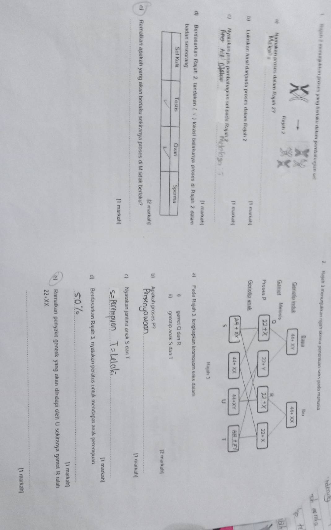 Rajah 3 menunjukkan rajan skema penentuan seks pada manusia
A Rajah 2 menunjukkan proses yang berlaku dalam pembahagian set
Rajah 2 
a) Namakan proses dalam Rajah 27 
_
[1 markah] 
b) Lukiskan hasil daripada proses dalam Rajah 2
[1 markah]
c) Nyatakan jenis pembahagian sel pada Rajah 2
_
_
Rajah 3
[1 markah]
d) Berdasarkan Rajah 2. tandakan ( √ ) lokasi belakunya proses di Rajah 2 dalam a) Pada Rajah 3. lengkapkan kromosom seks dalam
i) gamet Q dan R
ii) genolip anak S dan T
[2 markah]
b) Apakah proses P?
_
[2 markah]
e) Ramalkan apakah yang akan berlaku sekiranya proses di Mudak berlaku?
_
[1 markah]
c) Nyatakan jantina anak S dan T
[1 markah]
_
[1 markah]
d) Berdasarkan Rajah 3. nyatakan peratus untuk mendapat anak perempuan
_
[1 markah]
e) Ramalkan penyakit genetik yang akan dihidapi oleh U sekiranya gamet Rialah
22.XX
_
[1 markah]