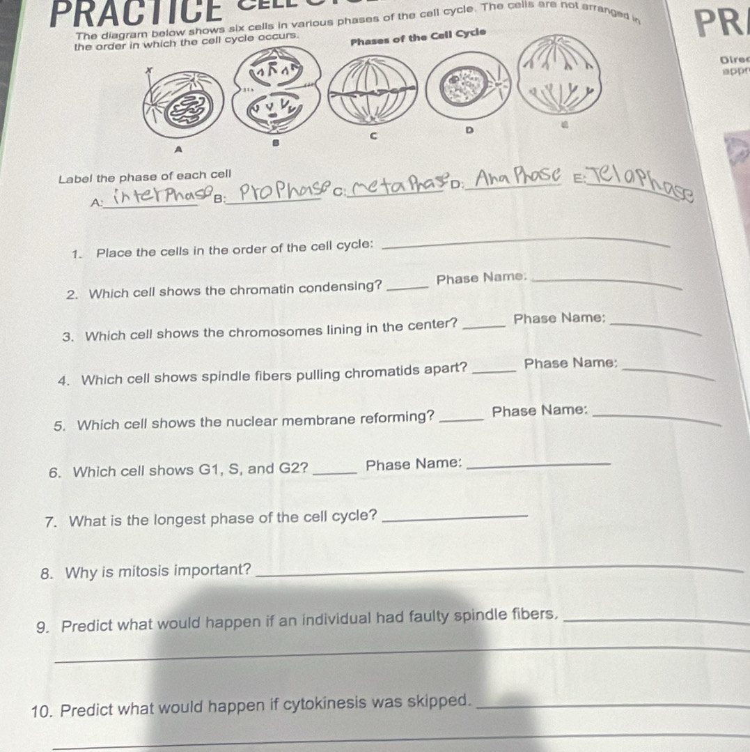 Prac ti c e C e 
The diagram below shows six cells in various phases of the cell cycle. The cells are not arranged in 
the order in which the cell cycle occurs. 
Phases of the Cell Cycie 
PR 
Dire 
app 
C 
D 
B 
A 
Label the phase of each cell 
_C 
_D 
E: 
_A 
_B 
_ 
1. Place the cells in the order of the cell cycle: 
_ 
2. Which cell shows the chromatin condensing? _Phase Name:_ 
3. Which cell shows the chromosomes lining in the center? _Phase Name:_ 
4. Which cell shows spindle fibers pulling chromatids apart? _Phase Name;_ 
5. Which cell shows the nuclear membrane reforming? _Phase Name:_ 
6. Which cell shows G1, S, and G2? _Phase Name:_ 
7. What is the longest phase of the cell cycle?_ 
8. Why is mitosis important? 
_ 
9. Predict what would happen if an individual had faulty spindle fibers,_ 
_ 
10. Predict what would happen if cytokinesis was skipped._ 
_