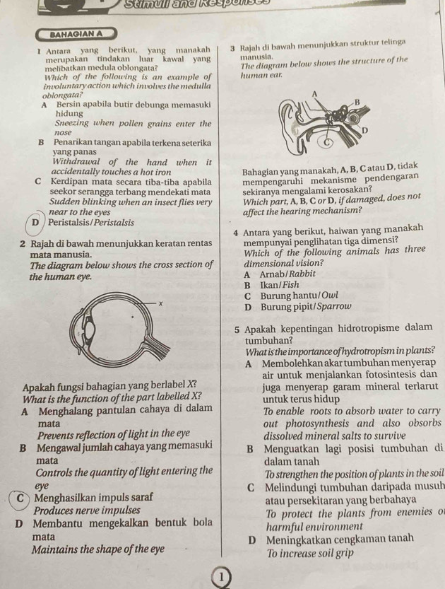 Sumull and Responses
BAHAGIAN A
I Antara yang berikut, yang manakah 3 Rajah di bawah menunjukkan struktur telinga
merupakan tindakan luar kawal yang manusia.
melibatkan medula oblongata?
Which of the following is an example of human ear. The diagram below shows the structure of the
involuntary action which involves the medulla
oblongata?
A Bersin apabila butir debunga memasuki
hidung
Sneezing when pollen grains enter the
nose
B Penarikan tangan apabila terkena seterika
yang panas
Withdrawal of the hand when it
accidentally touches a hot iron Bahagian yang manakah, A, B, C atau D, tidak
C Kerdipan mata secara tiba-tiba apabila mempengaruhi mekanisme pendengaran
seekor serangga terbang mendekati mata sekiranya mengalami kerosakan?
Sudden blinking when an insect flies very Which part, A, B, C or D, if damaged, does not
near to the eyes affect the hearing mechanism?
D Peristalsis/Peristalsis
2 Rajah di bawah menunjukkan keratan rentas 4 Antara yang berikut, haiwan yang manakah
mata manusia. mempunyai penglihatan tiga dimensi?
Which of the following animals has three
The diagram below shows the cross section of dimensional vision?
the human eye. A Arnab/Rabbit
B Ikan/Fish
C Burung hantu/Owl
D Burung pipit/Sparrow
5 Apakah kepentingan hidrotropisme dalam
tumbuhan?
What is the importance of hydrotropism in plants?
A Membolehkan akar tumbuhan menyerap
air untuk menjalankan fotosintesis dan
Apakah fungsi bahagian yang berlabel X? juga menyerap garam mineral terlarut
What is the function of the part labelled X? untuk terus hidup
A Menghalang pantulan cahaya di dalam To enable roots to absorb water to carry
mata out photosynthesis and also obsorbs
Prevents reflection of light in the eye dissolved mineral salts to survive
B Mengawal jumlah cahaya yang memasuki B Menguatkan lagi posisi tumbuhan di
mata dalam tanah
Controls the quantity of light entering the To strengthen the position of plants in the soil
eye
C Menghasilkan impuls saraf C Melindungi tumbuhan däripada musuh
Produces nerve impulses atau persekitaran yang berbahaya
D Membantu mengekalkan bentuk bola To protect the plants from enemies o
harmful environment
mata
Maintains the shape of the eye D Meningkatkan cengkaman tanah
To increase soil grip
1