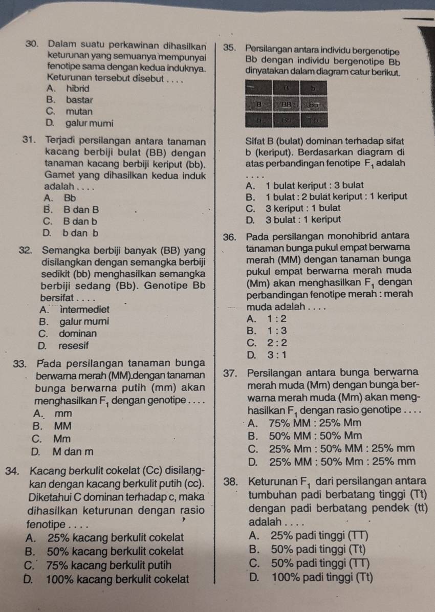 Dalam suatu perkawinan dihasilkan 35. Persilangan antara individu bergenotipe
keturunan yang semuanya mempunyai Bb dengan individu bergenotipe Bb
fenotipe sama dengan kedua induknya. dinyatakan dalam diagram catur berikut.
Keturunan tersebut disebut . . . .
A. hibrid
B. bastar
C. mutan
D. galur mumi 
31. Terjadi persilangan antara tanaman Sifat B (bulat) dominan terhadap sifat
kacang berbiji bulat (BB) dengan b (keriput). Berdasarkan diagram di
tanaman kacang berbiji keriput (bb). atas perbandingan fenotipe F_1 adalah
Gamet yang dihasilkan kedua induk
adalah_ A. 1 bulat keriput : 3 bulat
A. Bb B. 1 bulat : 2 bulät keriput : 1 keriput
B. B dan B C. 3 keriput : 1 bulat
C. B dan b D. 3 bulat : 1 keriput
D. b dan b
36. Pada persilangan monohibrid antara
32. Semangka berbiji banyak (BB) yang tanaman bunga pukul empat berwarna
disilangkan dengan semangka berbiji merah (MM) dengan tanaman bunga
sedikit (bb) menghasilkan semangka pukul empat berwarna merah muda
berbiji sedang (Bb). Genotipe Bb (Mm) akan menghasilkan F_1 dengan
bersifat . . . . perbandingan fenotipe merah : merah
A. ` intermediet muda adalah . . . .
B. galur muri
A. 1:2
C. dominan
B. 1:3
D. resesif
C. 2:2
D. 3:1
33. Pada persilangan tanaman bunga
berwarna merah (MM) dengan tanaman 37. Persilangan antara bunga berwarna
bunga berwarna putih (mm) akan merah muda (Mm) dengan bunga ber-
menghasilkan F_1 dengan genotipe . . . . warna merah muda (Mm) akan meng-
A. mm hasilkan F_1 dengan rasio genotipe . . . .
B. MM A. 75% MM : 25% Mm
C. Mm B. 50% MM : 50% Mm
D. M dan m C. 25% Mm 50% MM:25% mm
D. 25% MM : 50^3/_0 Mm : 25% mm
34. Kacang berkulit cokelat (Cc) disilang-
kan dengan kacang berkulit putih (cc). 38. Keturunan F_1 dari persilangan antara
Diketahui C dominan terhadap c, maka tumbuhan padi berbatang tinggi (Tt)
dihasilkan keturunan dengan rasio dengan padi berbatang pendek (tt)
fenotipe _.. .. adalah . . . .
A. 25% kacang berkulit cokelat A. 25% padi tinggi (TT)
B. 50% kacang berkulit cokelat B. 50% padi tinggi (Tt)
C. 75% kacang berkulit putih C. 50% padi tinggi (TT)
D. 100% kacang berkulit cokelat D. 100% padi tinggi (Tt)