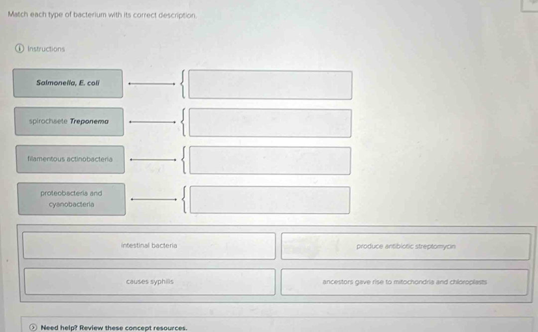 Match each type of bacterium with its correct description. 
Instructions 
Salmonella, E. coli 
spirochaete Treponema 
filamentous actinobacteria 
proteobacteria and 
cyanobacteria 
intestinal bacteria produce antibiotic streptomycin 
causes syphilis ancestors gave rise to mitochondria and chloroplasts 
Need help? Review these concept resources.