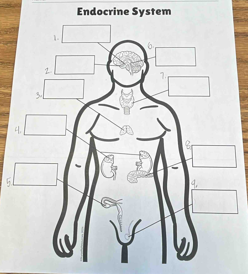 Endocrine System