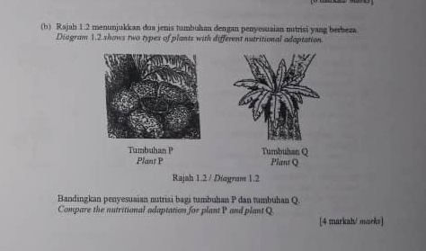 Rajah 1.2 menunjukkan dua jenis tumbuhan dengan penyesuaian nutrisi yang berbeza 
Diagram 1.2 shows two types of plants with different nutritional adaptation 
Tumbuhan P Turbuhan Q
Plant P Plant Q
Rajah 1.2 / Diagram 1.2 
Bandingkan penyesuaian nutrisi bagi tumbuhan P dan tumbuhan Q. 
Compare the nutritional adaptation for plant P and plant Q
[4 markah/ marks]