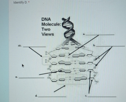 Identify D. * 
b._