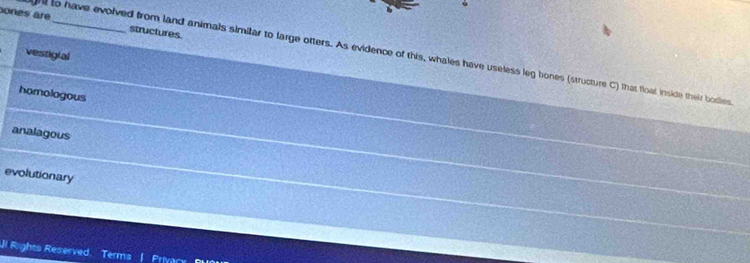 ones are_ structures
vestigial
h to have evolved from land animals similar to large ofters. As evidence of this, whales have useless leg bones (structure C) that float inside their bodies
homologous
analagous
evolutionary
Jl Rights Reserved. Term Priva