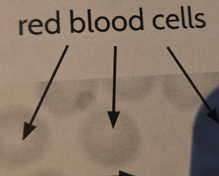 red blood cells