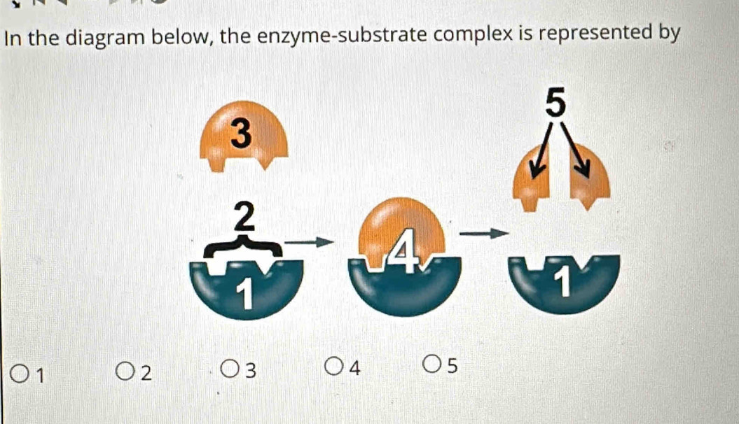 In the diagram below, the enzyme-substrate complex is represented by
1
2
3
4
5