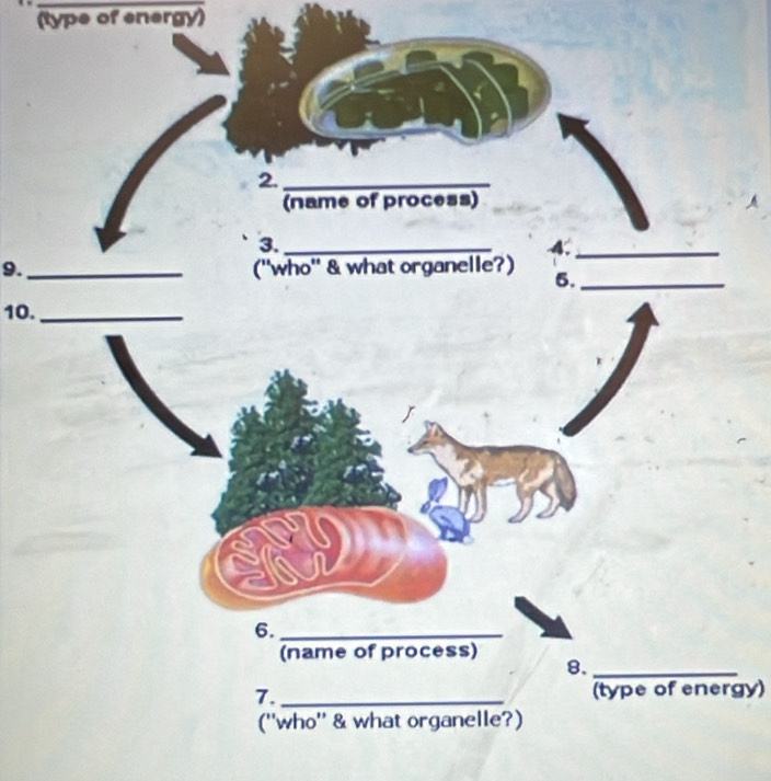 (type of energy) 
9._ 
10._ 
(type of energy)