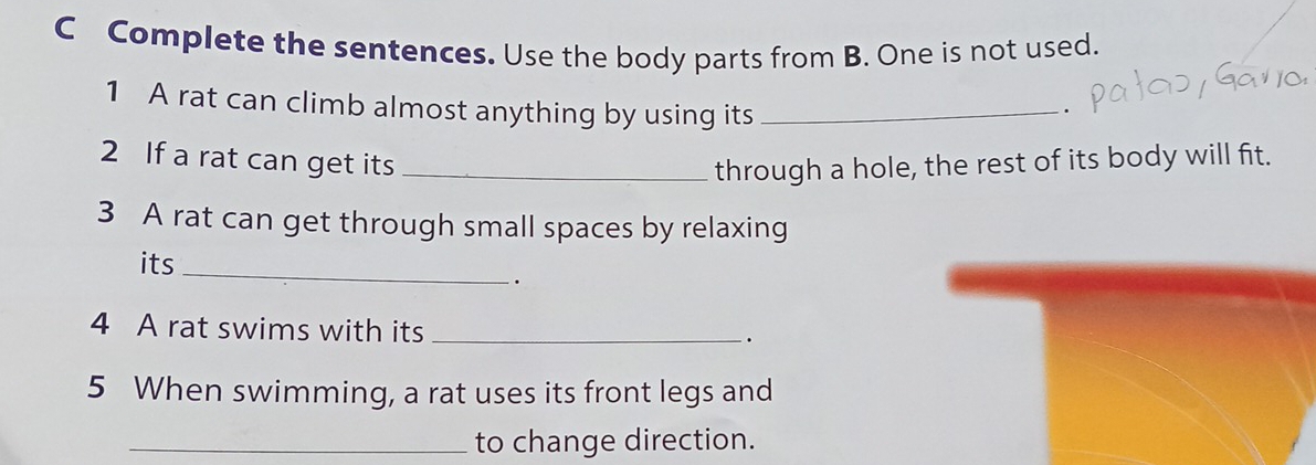 Complete the sentences. Use the body parts from B. One is not used. 
1 A rat can climb almost anything by using its_ 
2 If a rat can get its _through a hole, the rest of its body will fit. 
3 A rat can get through small spaces by relaxing 
its 
_ 
. 
4 A rat swims with its _. 
5 When swimming, a rat uses its front legs and 
_to change direction.