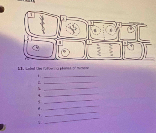 Label the following phases of mitosis: 
1._ 
2._ 
3. 
_ 
4. 
_ 
5. 
_ 
_ 
6. 
_ 
7. 
8. 
_