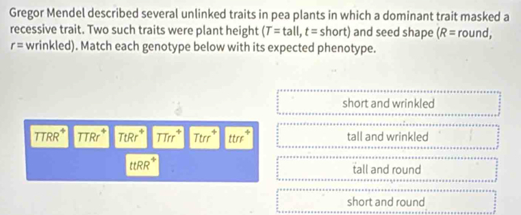 Gregor Mendel described several unlinked traits in pea plants in which a dominant trait masked a
recessive trait. Two such traits were plant height (T=tall,t=short) and seed shape (R= round,
r= wrinkled). Match each genotype below with its expected phenotype.
short and wrinkled
TTRR* TTRr* TtRr^4 TTr^4 Ttrr^4 ttr/ / tall and wrinkled
ttRR ÷
tall and round
short and round