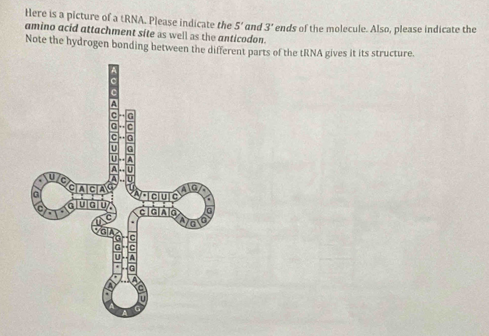 Here is a picture of a tRNA. Please indicate the 5' and 3' ends of the molecule. Also, please indicate the 
amino acid attachment site as well as the anticodon. 
Note the hydrogen bonding between the different parts of the tRNA gives it its structure.