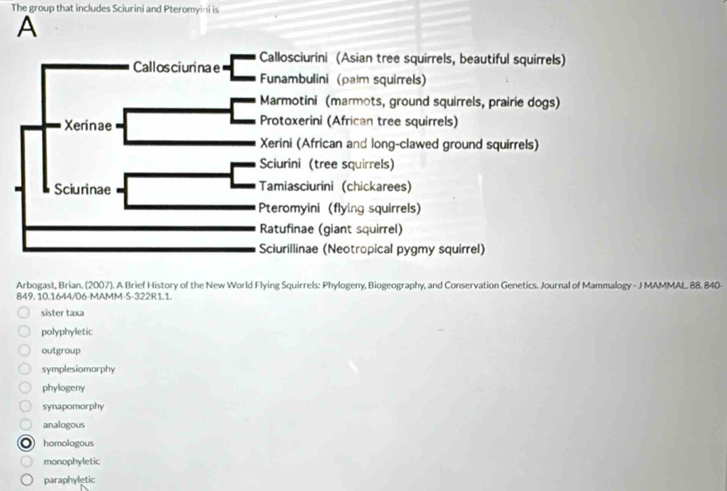 The group that includes Sciurini and Pteromyini is
A
Callosciurinae Callosciurini (Asian tree squirrels, beautiful squirrels)
Funambulini (palm squirrels)
Marmotini (marmots, ground squirrels, prairie dogs)
Xerinae
Protoxerini (African tree squirrels)
Xerini (African and long-clawed ground squirrels)
Sciurini (tree squirrels)
Sciurinae Tamiasciurini (chickarees)
Pteromyini (flying squirrels)
Ratufinae (giant squirrel)
Sciurillinae (Neotropical pygmy squirrel)
Arbogast, Brian. (2007). A Brief History of the New World Flying Squirrels: Phylogeny, Biogeography, and Conservation Genetics. Journal of Mammalogy - J MAMMAL. 88. 840-
849. 10.1644/06-MAMM-S-322R1.1.
sister taxa
polyphyletic
outgroup
symplesiomorphy
phylogeny
synapomorphy
analogous
homologous
monophyletic
paraphyletic