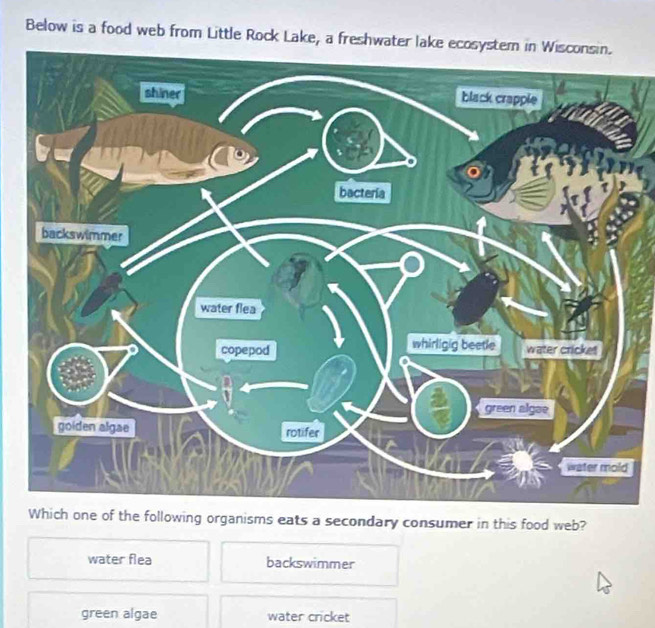 Below is a food web from Little Rock Lake, a freshwater lake ecosystem in Wisconsin.
of the following organisms eats a secondary consumer in this food web?
water flea backswimmer
green algae water cricket