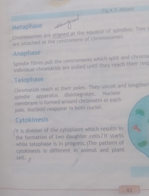 Fig 4.3: Mitosis 
Metaphase 
Chromosomes are aligned at the equator of spindles. Two s 
are attached at the centromere of chromosomes. 
Anaphase 
Spindle fibres pull the centromeres which split and chroma 
Individual chromatids are pulled until they reach their resp 
Telophase 
Chromatids reach at their poles. They uncoil and lengthen 
spindle apparatus disintegrates. Nuclear 
membrane is formed around chromatin at each 
pole. Nucleoli reappear in both nuclei. 
Cytokinesis 
It is division of the cytoplasm which results in 
the formation of two daughter cells?It starts 
while telophase is in progress.)The pattern of 
cytokinesis is different in animal and plant 
cell. 
51