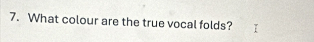 What colour are the true vocal folds?