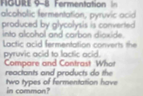 FIGURE 9-8 Fermentation I 
alcoholic fermentation, pyruvic acid 
produced by glycolysis is converted 
into alcohol and carbon dioxide. 
Lactic acid fermentation converts the 
pyruvic acid to lactic acid. 
Compare and Contrast What 
reactants and products do the 
two types of fermentation have 
in common?