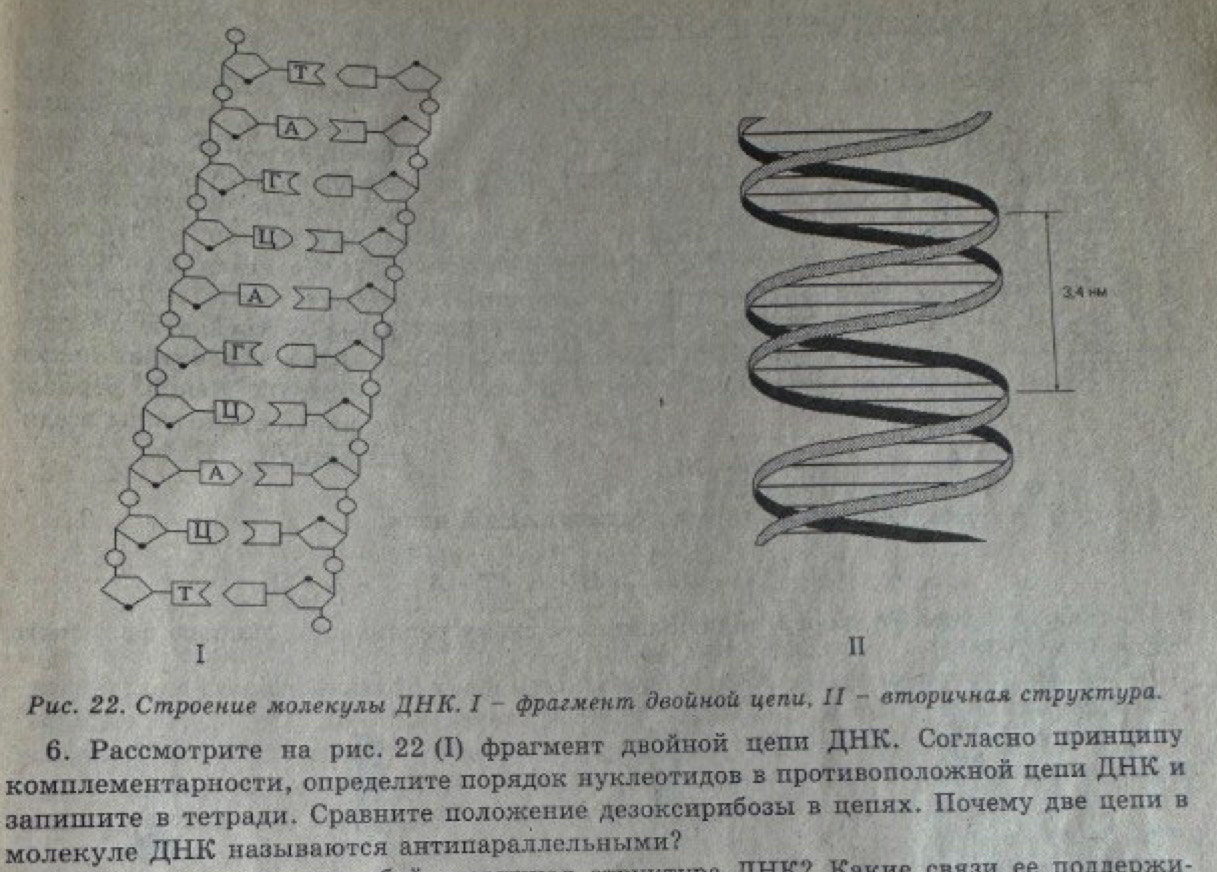 A 
I 
I 
Ρис. 22. Строение лолекулы ДΗК. Ι - фраглент δвоῦнοй цепи, ΙI - вториκная структура. 
6. Рассмоτриτе на рис.22 (I) фрагмент двойной πеπи ДΗК. Согласно πринαηиηу 
комΠιлементарностие определиτеαδπорлдок нуклеоеτиίдоевΒδвΒαδπрίоατίηίвΒоπоложной πеπи ДΗΚ и 
запишиτе в тетради. Сравниτе положение дезоксирибозы в цепях. Πочему две цеπи в 
молекуле ДНК называются антипараллельными?