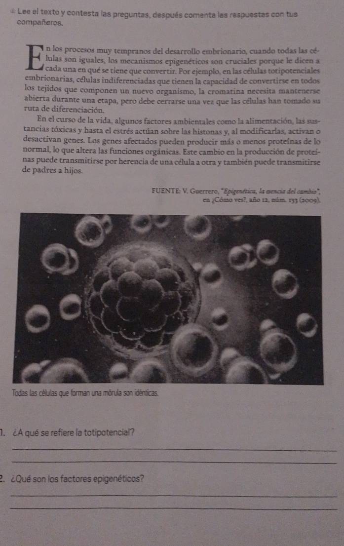 Lee el texto y contesta las preguntas, después comenta las respuestas con tus 
compañeros. 
n los procesos muy tempranos del desarrollo embrionario, cuando todas las cé- 
- lulas son iguales, los mecanismos epigenéticos son cruciales porque le dicen a 
A a cada una en qué se tiene que convertir. Por ejemplo, en las células totipotenciales 
embrionarias, células indiferenciadas que tienen la capacidad de convertirse en todos 
los tejidos que componen un nuevo organismo, la cromatína necesita mantenerse 
abierta durante una etapa, pero debe cerrarse una vez que las células han tomado su 
ruta de diferenciación. 
En el curso de la vida, algunos factores ambientales como la alimentación, las sus- 
tancias tóxicas y hasta el estrés actúan sobre las histonas y, al modificarlas, activan o 
desactivan genes. Los genes afectados pueden producir más o menos proteínas de lo 
normal, lo que altera las funciones orgánicas. Este cambio en la producción de proteí- 
nas puede transmitirse por herencia de una célula a otra y también puede transmitirse 
de padres a hijos. 
FUENTE: V. Guerrero, "Epigenética, la wencia del cambio", 
en ¿Cómo ves?, año 12, núm. 133 (2009). 
Todas las células que forman una mórula son idénticas. 
¿A qué se refiere la totipotencial? 
_ 
_ 
2 ¿ Qué son los factores epigenéticos? 
_ 
_