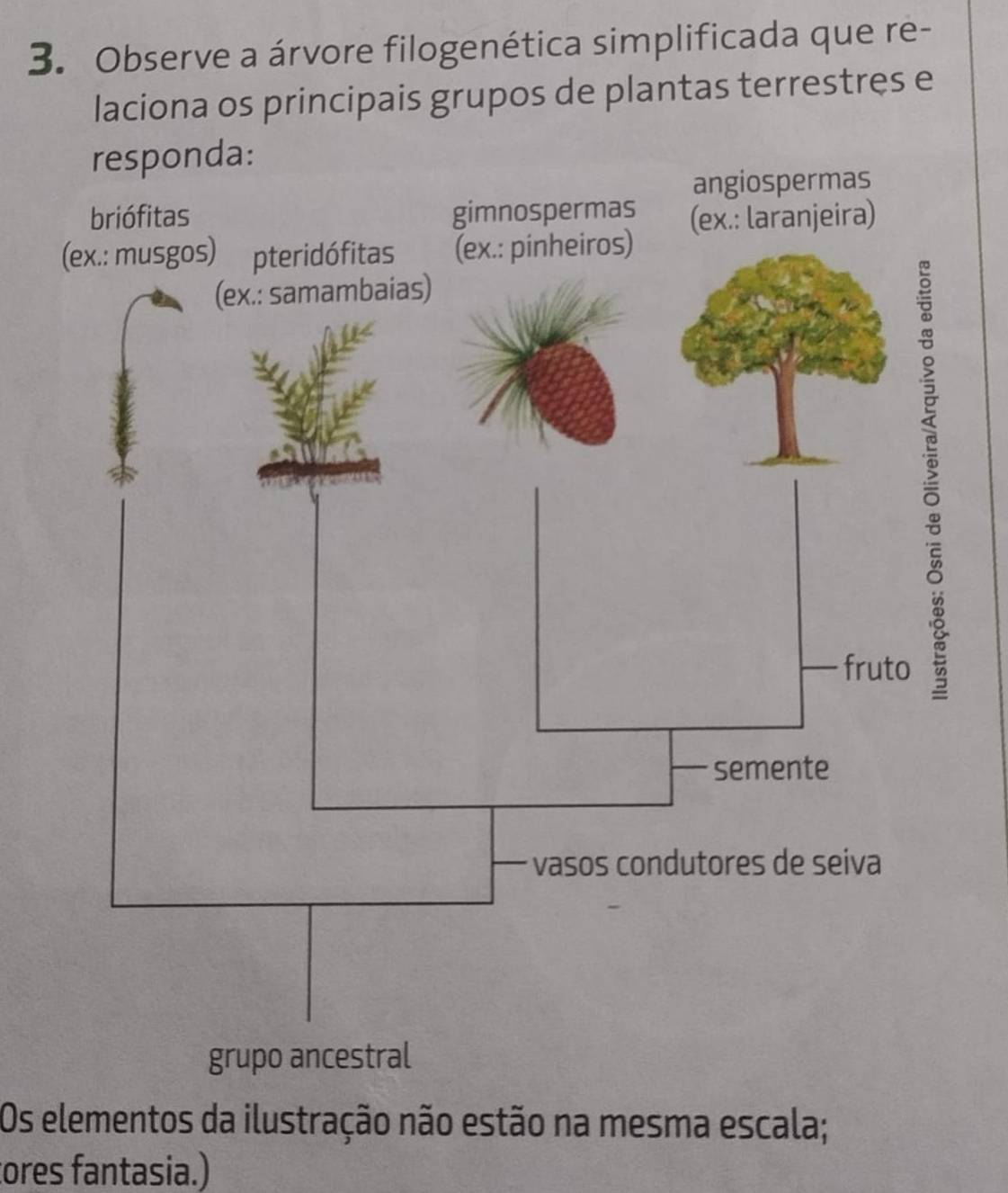 Observe a árvore filogenética simplificada que re- 
laciona os principais grupos de plantas terrestres e 
Os elementos da ilustração não estão na mesma escala; 
ores fantasia.)