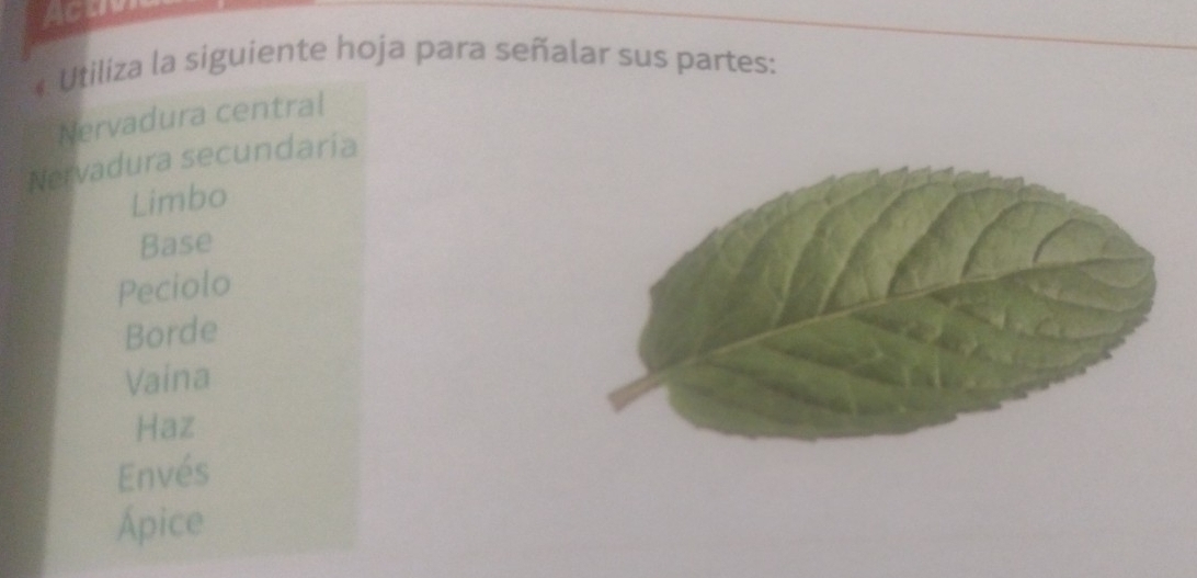 Acur 
* Utiliza la siguiente hoja para señalar sus partes: 
Nervadura central 
Nervadura secundaria 
Limbo 
Base 
Peciolo 
Borde 
Vaina 
Haz 
Envés 
Ápice