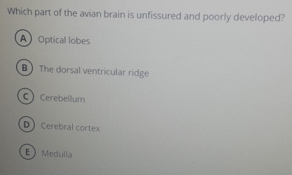 Which part of the avian brain is unfissured and poorly developed?
AOptical lobes
B The dorsal ventricular ridge
C Cerebellum
D Cerebral cortex
EMedulla