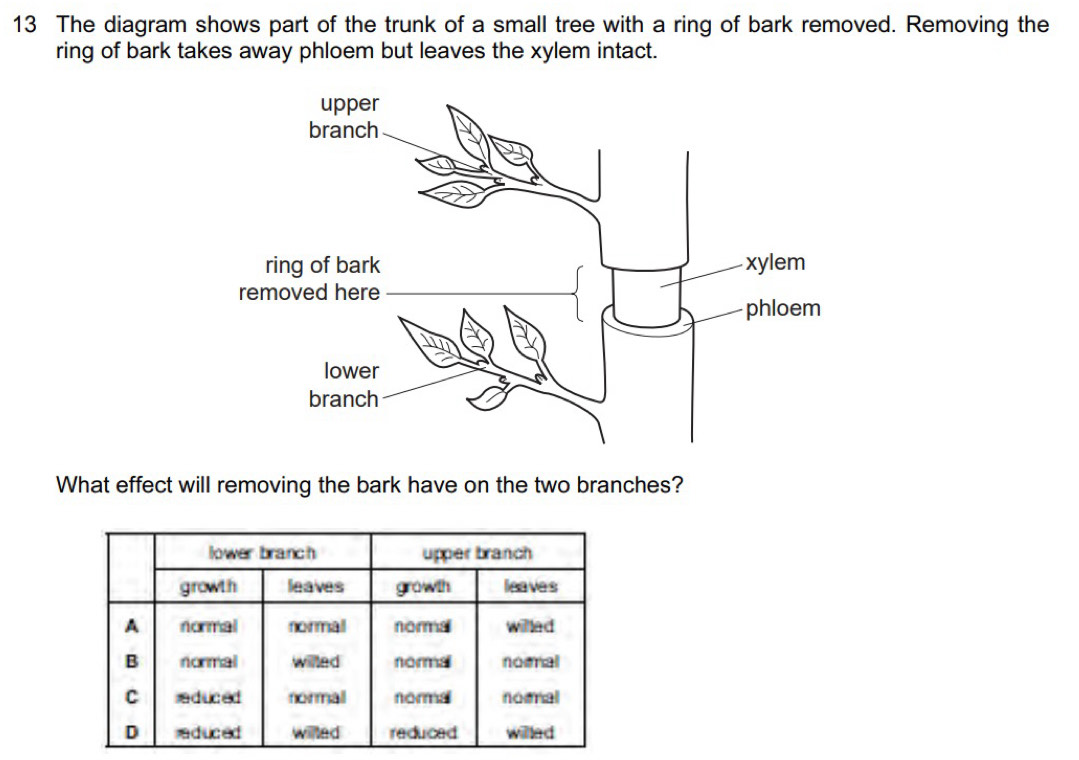 The diagram shows part of the trunk of a small tree with a ring of bark removed. Removing the 
ring of bark takes away phloem but leaves the xylem intact. 
What effect will removing the bark have on the two branches?