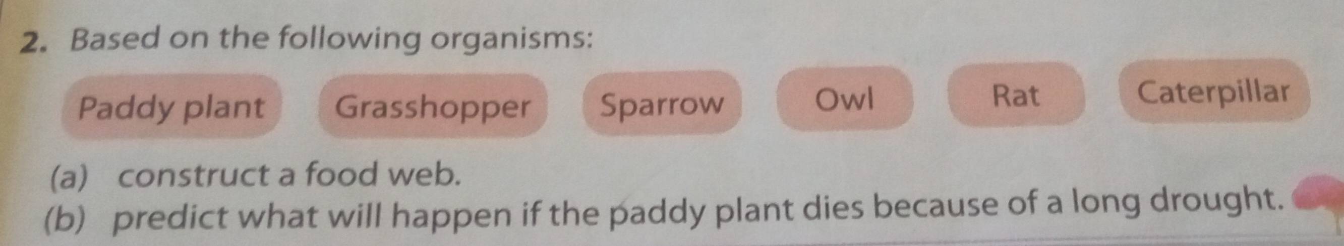 Based on the following organisms: 
Paddy plant Grasshopper Sparrow Owl 
Rat Caterpillar 
(a) construct a food web. 
(b) predict what will happen if the paddy plant dies because of a long drought.