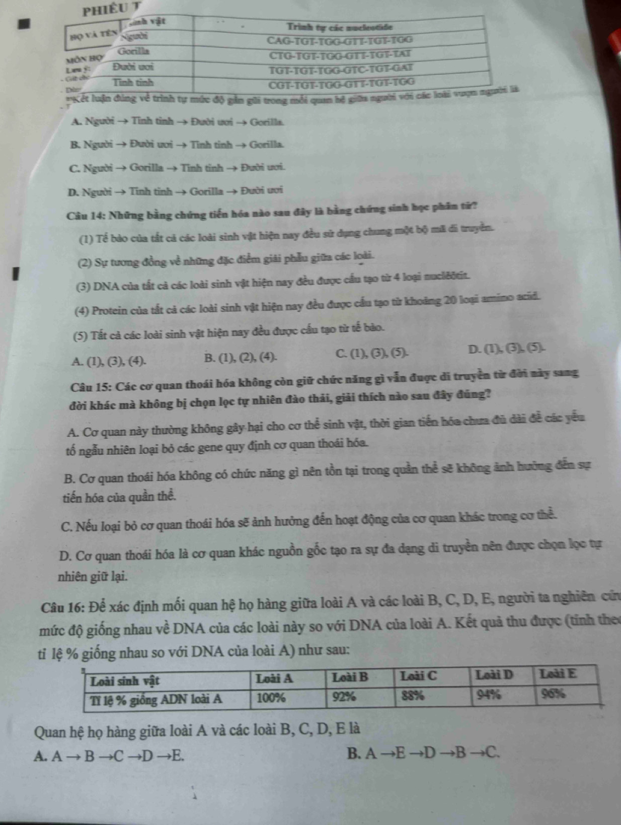 A. Người → Tỉnh tỉnh → Đười ươi → Gorilla.
B. Người → Đười ươi → Tinh tinh → Gorilla.
C. Người → Gorilla → Tính tinh → Đười ươi.
D. Người → Tinh tinh → Gorilla → Đười ươi
Câu 14: Những bằng chứng tiến hóa nào sau đây là bằng chứng sinh học phân tử?
(1) Tể bào của tất cả các loài sinh vật hiện nay đều sử dụng chung một bộ mã di truyền.
(2) Sự tương đồng về những đặc điểm giải phẫu giữa các loài.
(3) DNA của tất cả các loài sinh vật hiện nay đều được cầu tạo từ 4 loại nuclẽðtit.
(4) Protein của tất cả các loài sinh vật hiện nay đều được cầu tạo từ khoảng 20 loại amino acid.
(5) Tất cả các loài sinh vật hiện nay đều được cấu tạo từ tế bào.
A. (1), (3), (4). B. (1), (2), (4). C. (1), (3), (5). D. (1), (3), (5).
Câu 15: Các cơ quan thoái hóa không còn giữ chức năng gì vẫn đuợc di truyền từ đời này sang
đời khác mà không bị chọn lọc tự nhiên đào thải, giải thích nào sau đây đúng?
A. Cơ quan này thường không gây hại cho cơ thể sinh vật, thời gian tiến hóa chưa đủ dài đề các yếu
tố ngẫu nhiên loại bỏ các gene quy định cơ quan thoái hóa.
B. Cơ quan thoái hóa không có chức năng gì nên tồn tại trong quần thể sẽ không ảnh hưởng đến sự
tiến hóa của quần thề.
C. Nếu loại bỏ cơ quan thoái hóa sẽ ảnh hưởng đến hoạt động của cơ quan khác trong cơ thể.
D. Cơ quan thoái hóa là cơ quan khác nguồn gốc tạo ra sự đa dạng di truyền nên được chọn lọc tự
nhiên giữ lại.
Câu 16: Để xác định mối quan hệ họ hàng giữa loài A và các loài B, C, D, E, người ta nghiên cứu
mức độ giống nhau về DNA của các loài này so với DNA của loài A. Kết quả thu được (tỉnh theo
ti lệ % giống nhau so với DNA của loài A) như sau:
Quan hệ họ hàng giữa loài A và các loài B, C, D, E là
A. A to Bto Cto Dto E  B. A →E →D →B →C.