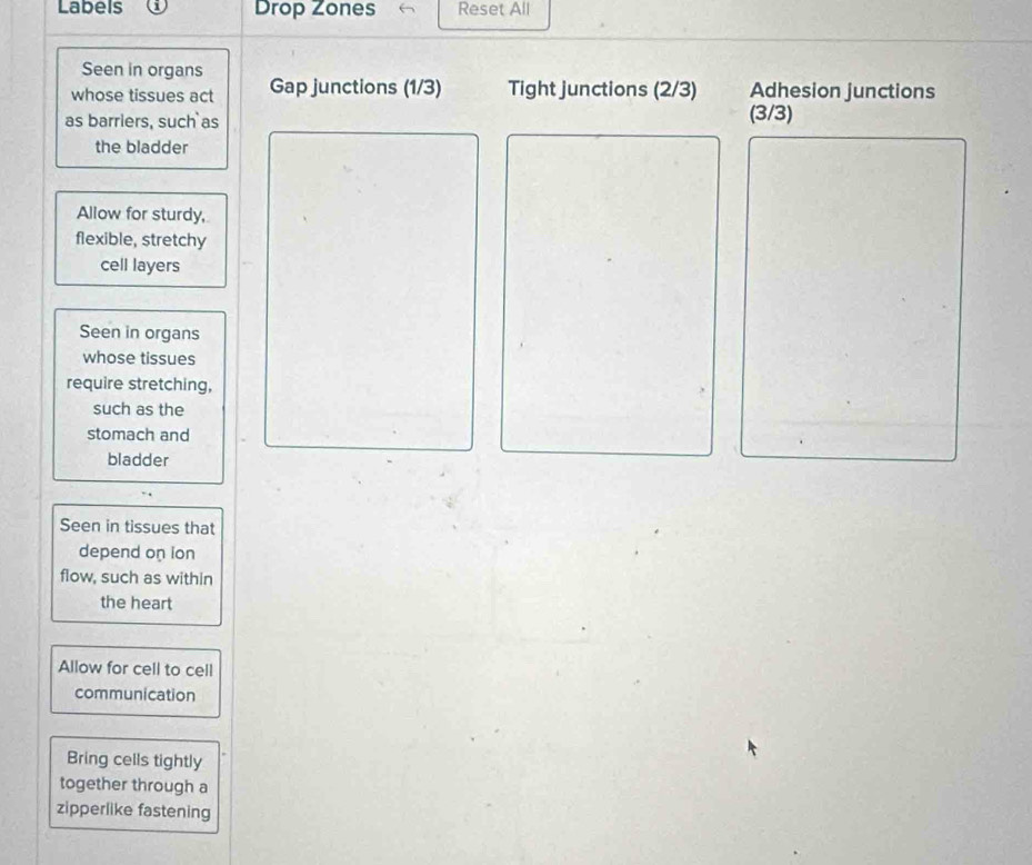 Labels Drop Zones Reset All 
Seen in organs 
whose tissues act Gap junctions (1/3) Tight junctions (2/3) Adhesion junctions 
as barriers, such as (3/3)
the bladder 
Allow for sturdy, 
flexible, stretchy 
cell layers 
Seen in organs 
whose tissues 
require stretching, 
such as the 
stomach and 
bladder 
Seen in tissues that 
depend on ion 
flow, such as within 
the heart 
Allow for cell to cell 
communication 
Bring cells tightly 
together through a 
zipperlike fastening