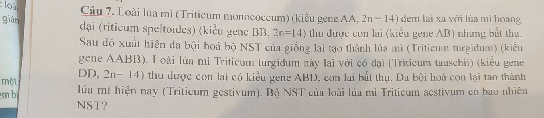 loài 
Câu 7. Loài lúa mì (Triticum monococcum) (kiều gene AA, 
gián 2n=14) đem lai xa với lúa mì hoang 
dại (riticum speltoides) (kiểu gene BB, 2n=14) thu được con lai (kiểu gene AB) nhưng bất thụ. 
Sau đó xuất hiện đa bội hoá bộ NST của giống lai tạo thành lúa mì (Triticum turgidum) (kiểu 
gene AABB). Loài lúa mì Triticum turgidum này lai với cỏ dại (Triticum tauschii) (kiểu gene 
một 
DD, 2n=14) thu được con lai có kiểu gene ABD, con lai bất thụ. Đa bội hoá con lại tao thành 
m bi 
lúa mì hiện nay (Triticum gestivum). Bộ NST của loài lúa mì Triticum aestivum có bao nhiêu 
NST?