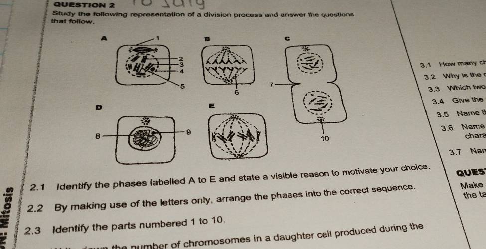 Study the following representation of a division process and answer the questions 
that follow. 
AB C 
3.1 How many ch 
3.2 Why is the 
D3.3 Which two 
3.4 Give the 
E 
3.5 Name t 
3.6 Name 
chara 
3.7 Nam 
QUES 
2.1 Identify the phases labelled A to E and state a visible reason to motivate your choice. 
8 2.2 By making use of the letters only, arrange the phases into the correct sequence. Make the ta 
2.3 Identify the parts numbered 1 to 10. 
the number of chromosomes in a daughter cell produced during the