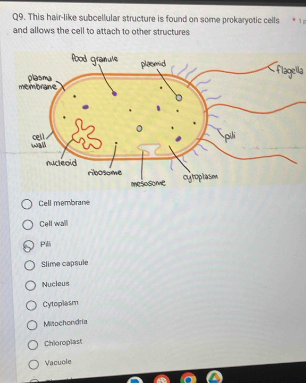 This hair-like subcellular structure is found on some prokaryotic cells 1 p
and allows the cell to attach to other structures
Cell membrane
Cell wall
Pili
Slime capsule
Nucleus
Cytoplasm
Mitochondria
Chloroplast
Vacuole