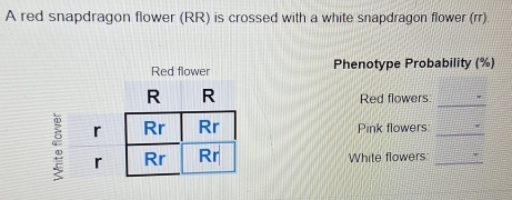 A red snapdragon flower (RR) is crossed with a white snapdragon flower (rr). 
Red flower Phenotype Probability (%) 
Red flowers_ 
Pink flowers_ 
White flowers_