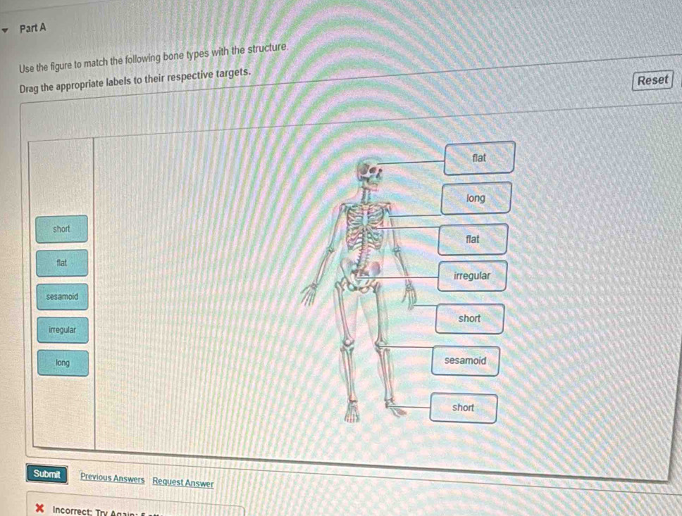Solved: Use the figure to match the following bone types with the ...