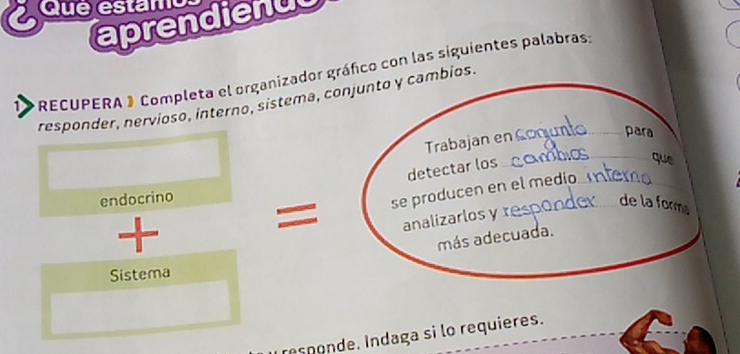 Que estamo 
aprendienul 
RECUPERA 》 Completa el organizador gráfico con las siguientes palabras 
responder, nervioso, interno, sistema, conjunto y cambios. 
Trabajan en Co_ para 
detectar los 
_que 
= se producen en el medio 
endocrino 
analizarlos y responde de la form 
+ 
más adecuada. 
Sistema 
responde. Indaga si lo requieres.