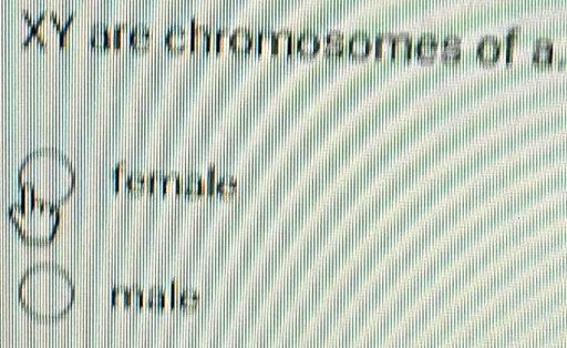 XY are chromosomes of a.
female
male