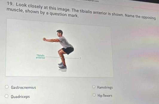 her com
19. Look closely at this image. The tibialis anterior is shown. Name the opposing
muscle, shown by a question mark.
Gastrocnemius Hamstrings
Quadriceps Hip flexors