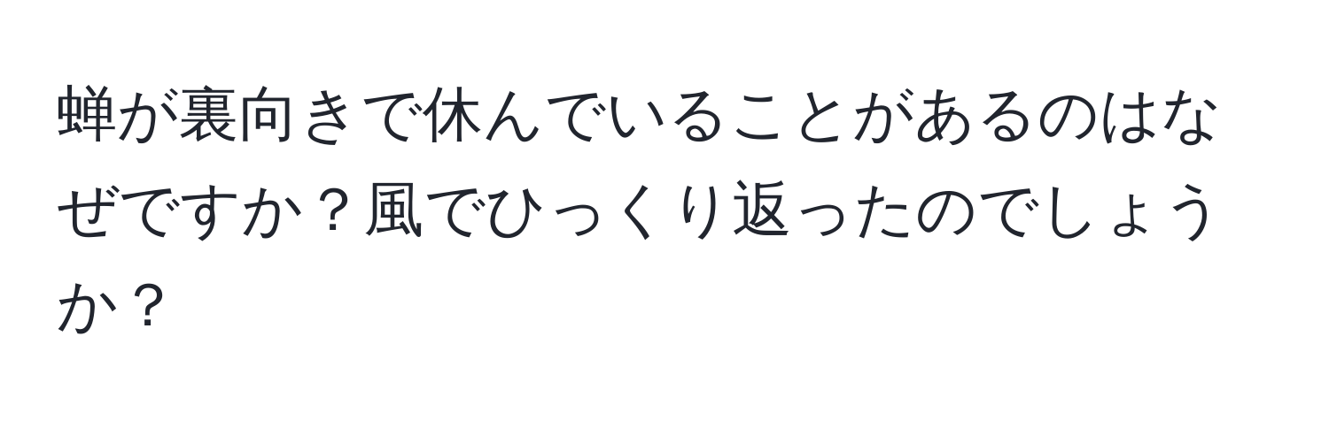 蝉が裏向きで休んでいることがあるのはなぜですか？風でひっくり返ったのでしょうか？