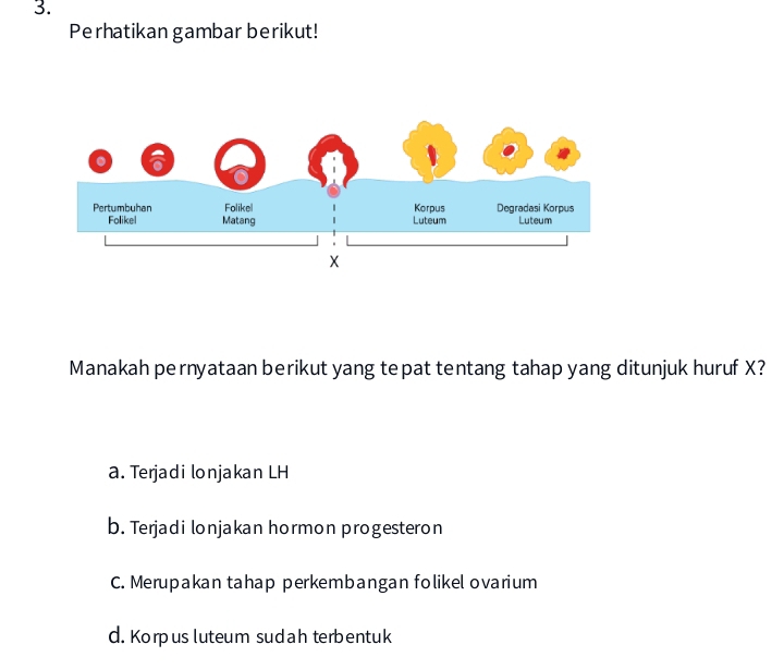 Perhatikan gambar berikut!
Manakah pernyataan berikut yang tepat tentang tahap yang ditunjuk huruf X?
a. Terjadi lonjakan LH
b. Terjadi lonjakan hormon progesteron
C. Merupakan tahap perkembangan folikel ovarium
d. Korpus luteum sudah terbentuk