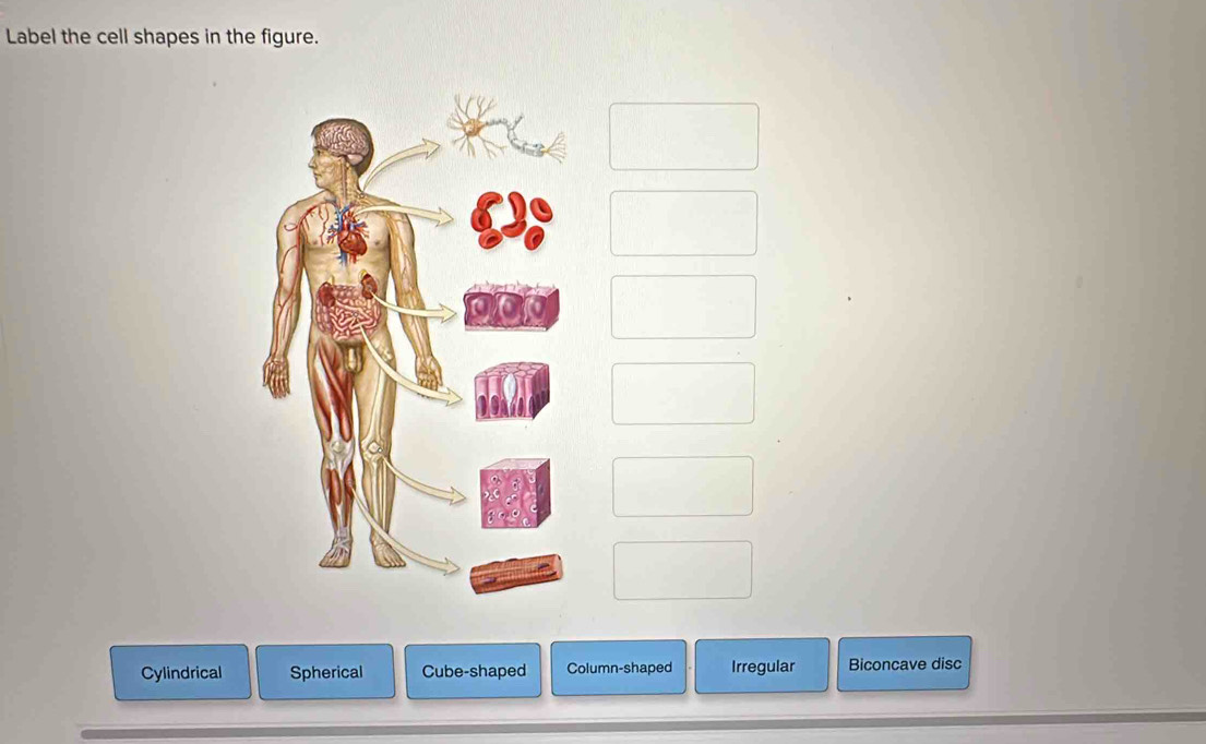 Label the cell shapes in the figure.
n00
Cylindrical Spherical Cube-shaped Column-shaped Irregular Biconcave disc